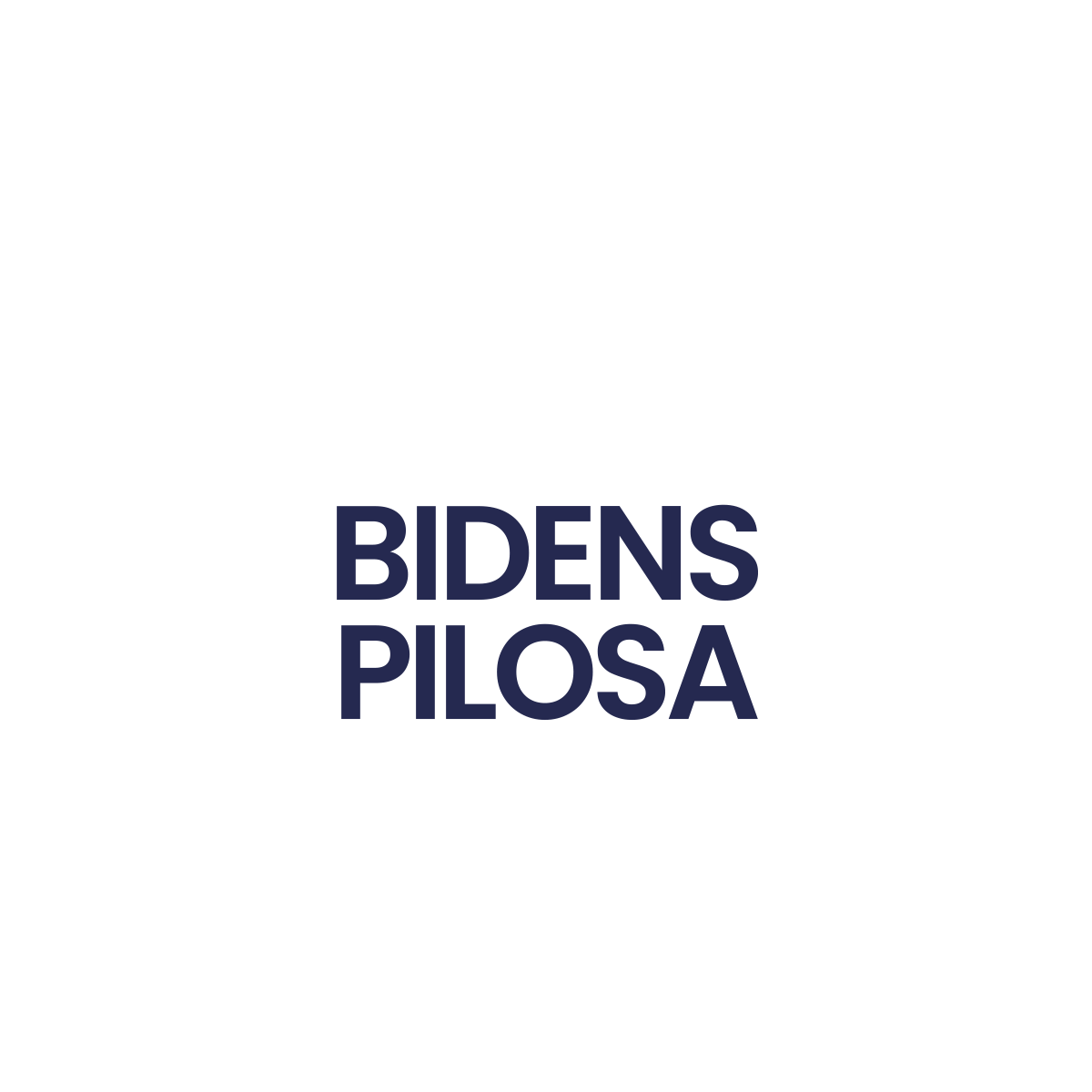 BIDENS PILOSA