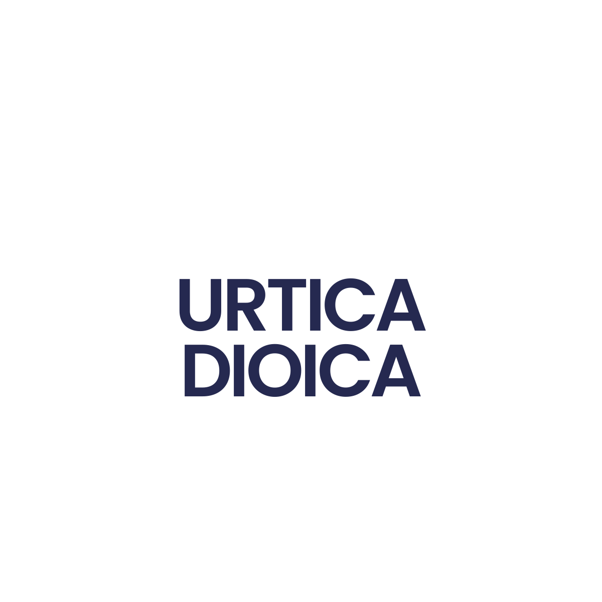 URTICA DIOICA